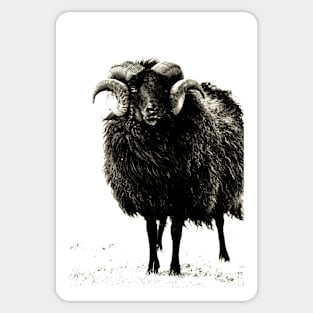 Black Ram Sticker